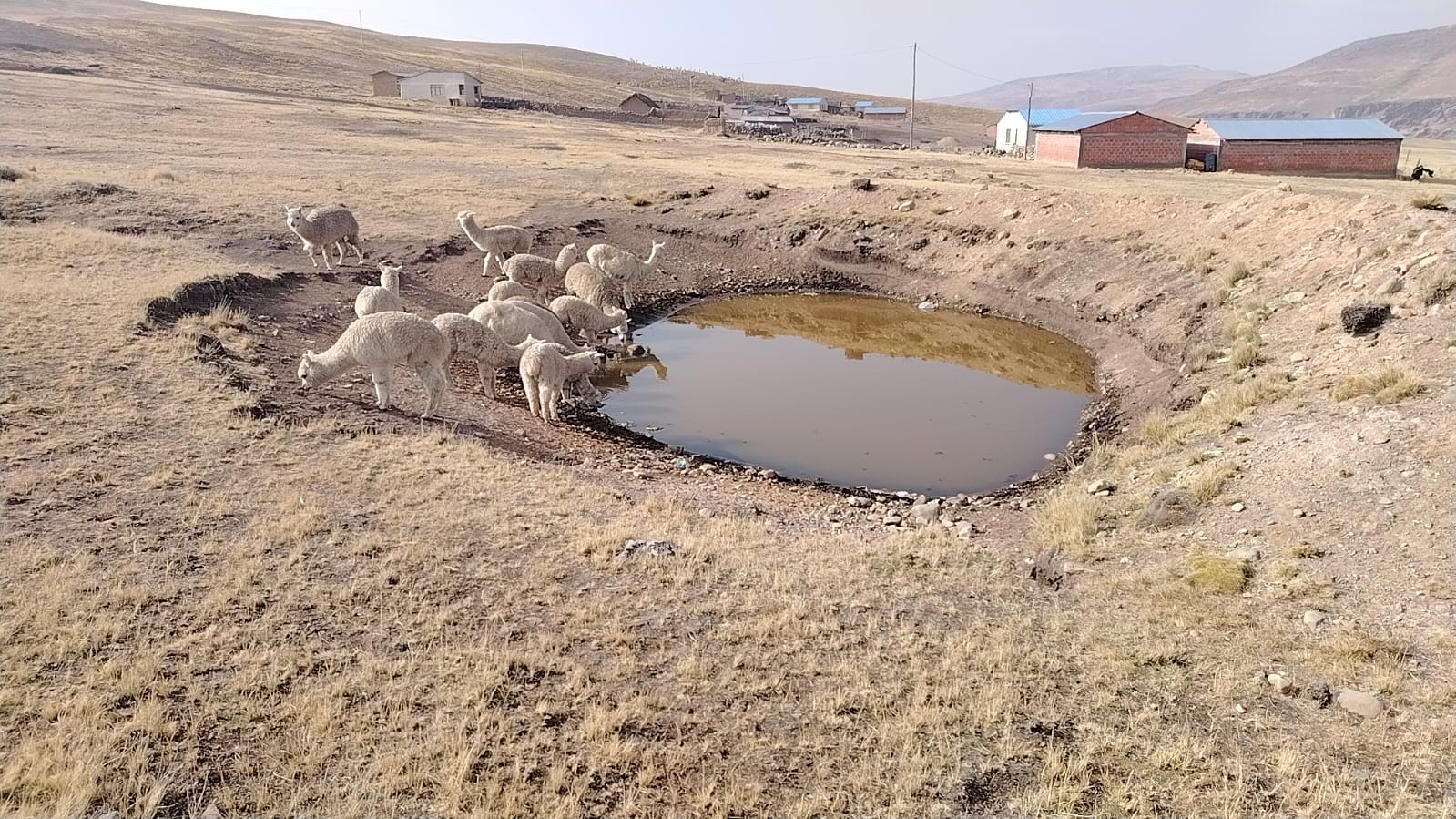 Marka Suni Alpaqueros: donde la montaña abriga agua, fibra y futuro